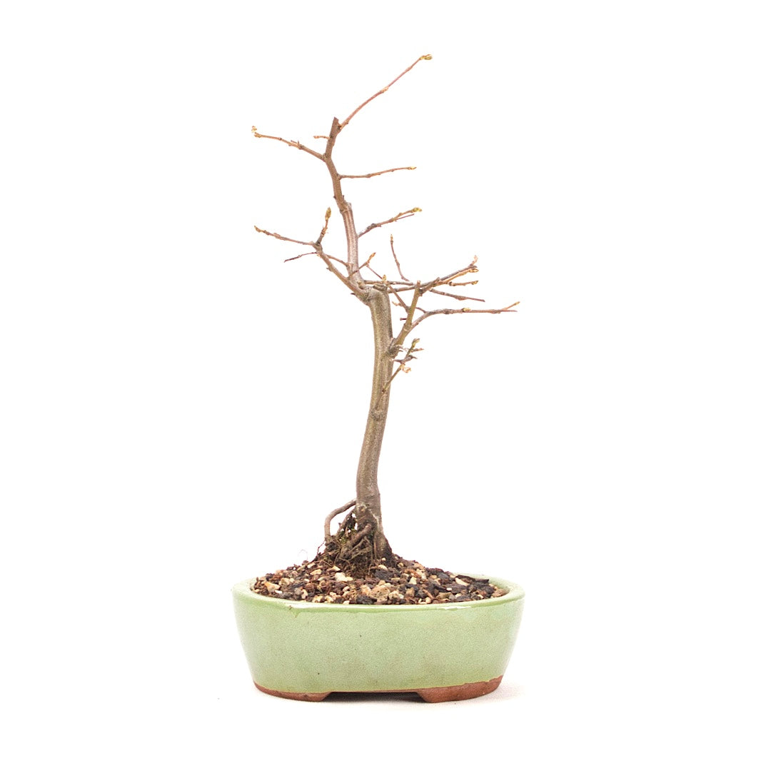 Hainbuche 'Carpinus betulus`